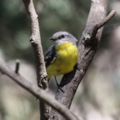 Eopsaltria australis at Tidbinbilla Nature Reserve - 29 Jan 2024