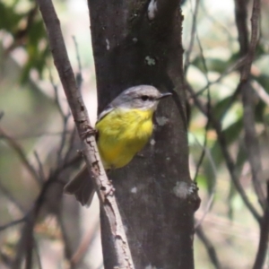 Eopsaltria australis at Tidbinbilla Nature Reserve - 29 Jan 2024