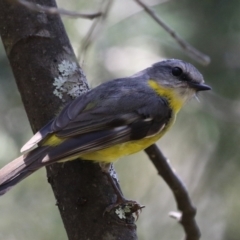 Eopsaltria australis at Tidbinbilla Nature Reserve - 29 Jan 2024 02:19 PM