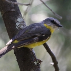 Eopsaltria australis at Tidbinbilla Nature Reserve - 29 Jan 2024