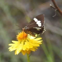 Nyctemera amicus (Senecio Moth, Magpie Moth, Cineraria Moth) at Kambah, ACT - 30 Jan 2024 by HelenCross