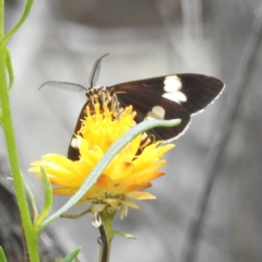 Nyctemera amicus at McQuoids Hill NR (MCQ) - 30 Jan 2024