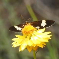 Nyctemera amicus at McQuoids Hill NR (MCQ) - 30 Jan 2024