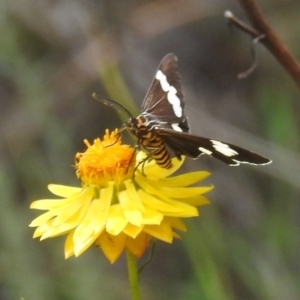 Nyctemera amicus at McQuoids Hill NR (MCQ) - 30 Jan 2024