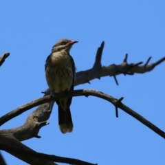 Acanthagenys rufogularis at Kambah, ACT - 29 Jan 2024