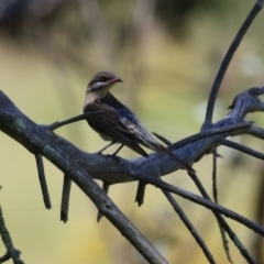 Acanthagenys rufogularis at Kambah, ACT - 29 Jan 2024