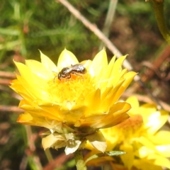 Lasioglossum (Chilalictus) sp. (genus & subgenus) (Halictid bee) at Kambah, ACT - 30 Jan 2024 by HelenCross
