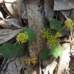 Hydrocotyle laxiflora (Stinking Pennywort) at McQuoids Hill NR (MCQ) - 30 Jan 2024 by HelenCross