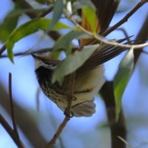 Rhipidura rufifrons at Tidbinbilla Nature Reserve - 29 Jan 2024