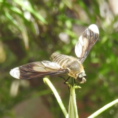 Comptosia quadripennis (a bee fly) at McQuoids Hill NR (MCQ) - 30 Jan 2024 by HelenCross