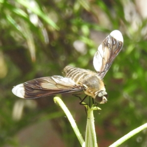 Comptosia quadripennis at Undefined Area - 30 Jan 2024 12:17 PM