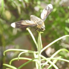 Comptosia quadripennis at Undefined Area - 30 Jan 2024 12:17 PM
