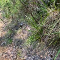 Lomandra longifolia (Spiny-headed Mat-rush, Honey Reed) at Barrington Tops National Park - 18 Dec 2023 by Tapirlord