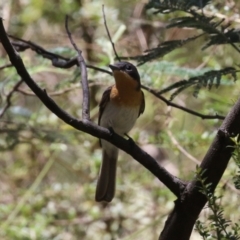 Myiagra cyanoleuca (Satin Flycatcher) at Tidbinbilla Nature Reserve - 29 Jan 2024 by RodDeb