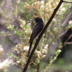 Myiagra cyanoleuca at Tidbinbilla Nature Reserve - 29 Jan 2024