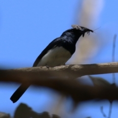 Myiagra cyanoleuca at Tidbinbilla Nature Reserve - 29 Jan 2024