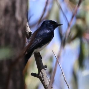 Myiagra cyanoleuca at Tidbinbilla Nature Reserve - 29 Jan 2024