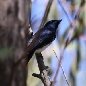 Myiagra cyanoleuca at Tidbinbilla Nature Reserve - 29 Jan 2024 01:14 PM