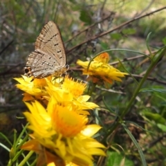 Jalmenus ictinus (Stencilled Hairstreak) at Kambah, ACT - 30 Jan 2024 by HelenCross