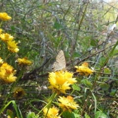 Jalmenus ictinus at McQuoids Hill - 30 Jan 2024