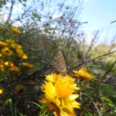 Jalmenus ictinus at McQuoids Hill - 30 Jan 2024