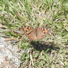 Junonia villida (Meadow Argus) at Kambah, ACT - 30 Jan 2024 by HelenCross