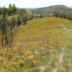 Hypericum perforatum at McQuoids Hill - 30 Jan 2024