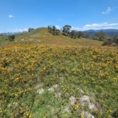 Hypericum perforatum at McQuoids Hill - 30 Jan 2024