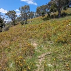 Hypericum perforatum (St John's Wort) at McQuoids Hill - 30 Jan 2024 by HelenCross