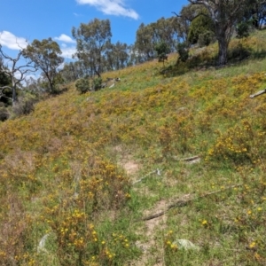 Hypericum perforatum at McQuoids Hill - 30 Jan 2024