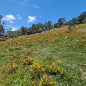 Hypericum perforatum at McQuoids Hill - 30 Jan 2024