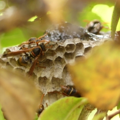 Polistes (Polistella) humilis (Common Paper Wasp) at Wingecarribee Local Government Area - 29 Jan 2024 by Curiosity