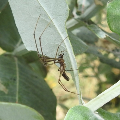 Tetragnatha sp. (genus) (Long-jawed spider) at Acton, ACT - 30 Jan 2024 by HelenCross