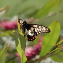 Papilio anactus (Dainty Swallowtail) at Watson, ACT - 30 Jan 2024 by AniseStar