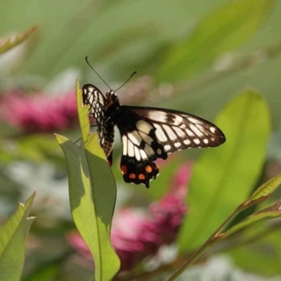 Papilio anactus (Dainty Swallowtail) at Watson, ACT - 30 Jan 2024 by AniseStar