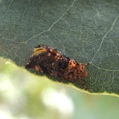 Hypertropha tortriciformis (A Gelechioid moth) at Black Mountain Peninsula (PEN) - 30 Jan 2024 by HelenCross