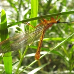 Nymphes myrmeleonoides (Blue eyes lacewing) at Acton, ACT - 30 Jan 2024 by HelenCross