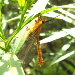 Nymphes myrmeleonoides at Black Mountain Peninsula (PEN) - 30 Jan 2024