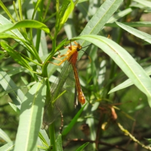 Nymphes myrmeleonoides at Black Mountain Peninsula (PEN) - 30 Jan 2024