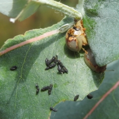 Paropsisterna m-fuscum (Eucalyptus Leaf Beetle) at Black Mountain Peninsula (PEN) - 30 Jan 2024 by HelenCross