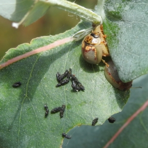 Paropsisterna m-fuscum at Black Mountain Peninsula (PEN) - 30 Jan 2024