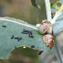 Paropsisterna m-fuscum at Black Mountain Peninsula (PEN) - 30 Jan 2024