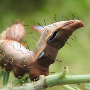 Neola semiaurata at Black Mountain Peninsula (PEN) - 30 Jan 2024