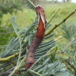 Neola semiaurata at Black Mountain Peninsula (PEN) - 30 Jan 2024