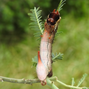 Neola semiaurata at Black Mountain Peninsula (PEN) - 30 Jan 2024