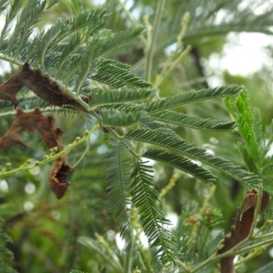 Neola semiaurata at Black Mountain Peninsula (PEN) - 30 Jan 2024