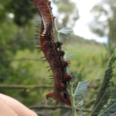 Neola semiaurata at Black Mountain Peninsula (PEN) - 30 Jan 2024