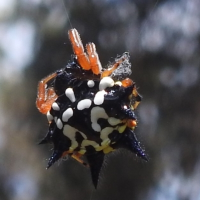 Austracantha minax (Christmas Spider, Jewel Spider) at Acton, ACT - 30 Jan 2024 by HelenCross