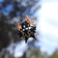 Austracantha minax at Black Mountain Peninsula (PEN) - 30 Jan 2024 01:56 PM