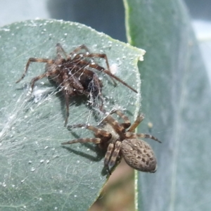 Badumna longinqua at Black Mountain Peninsula (PEN) - 30 Jan 2024